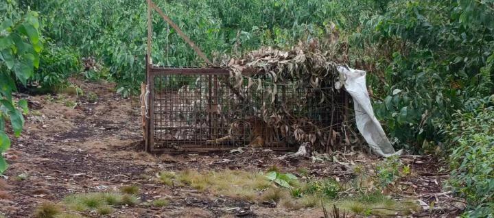 Harimau Remaja Masuk Perangkap BKSDA