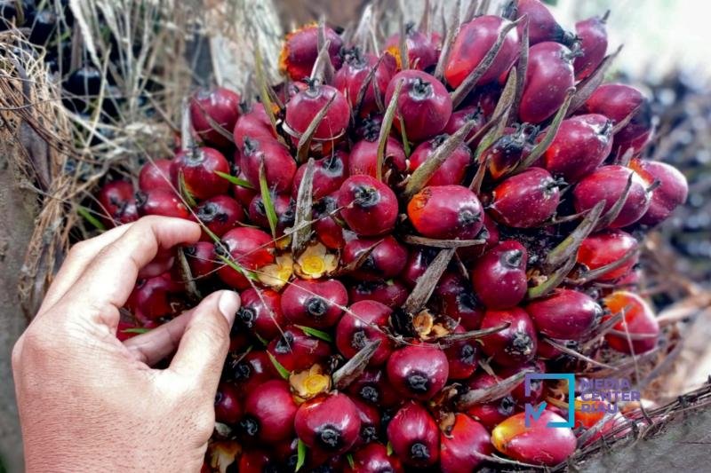 Harga TBS Sawit Riau Naik Periode 28 Oktober–3 November 2026, Ini Daftarnya