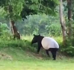 Tapir Langka Muncul di TNTN Pelalawan, Pertama Kali Terekam di Flying Squad