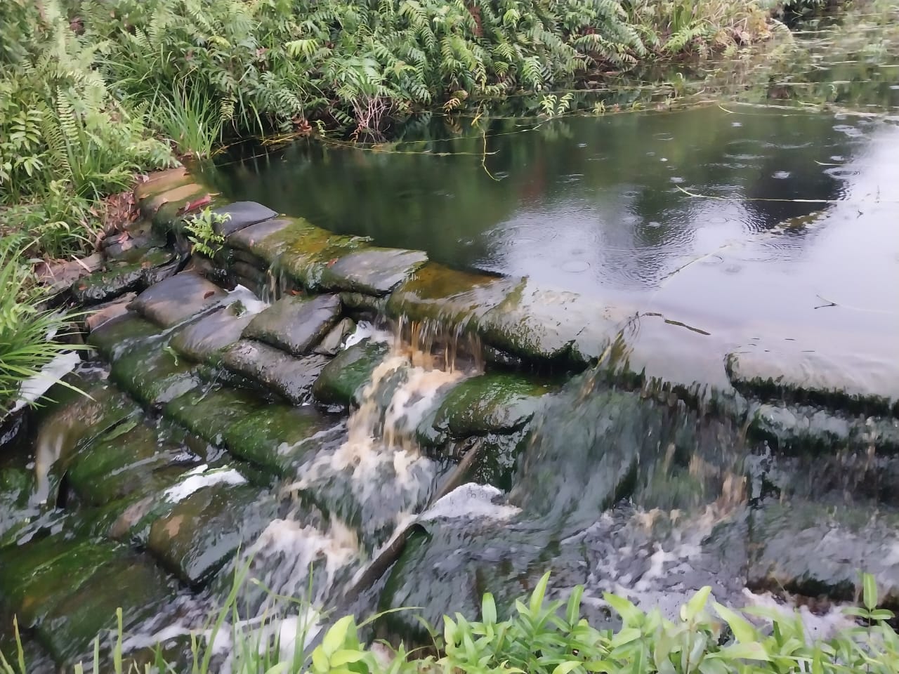 RER bekerja membangun dam/bendungan buatan untuk memperlambat laju aliran air dan menjaga agar tingkat kelembabpan gambut dapa bertahan lebih lama selama musim kemarau.(foto helfizon/riau analisa.com)